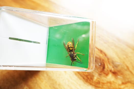 Deutsche Wespe (Vespula germanica) - vermutlich eine Königin, gefangen mit einem Insektenfänger