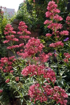 Rote Spornblume - Centranthus ruber, blühende Pflanze im naturnahen Garten
