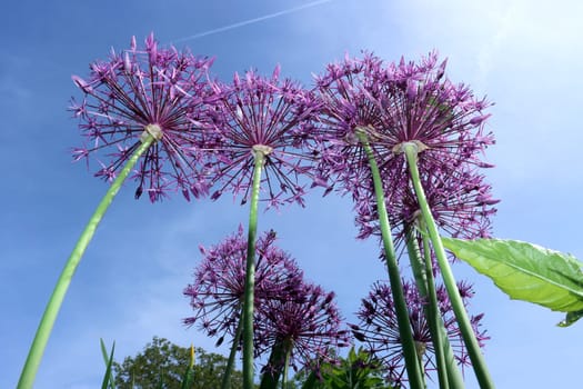 Sternkugel-Lauch (Allium cristophii) - Blütenstand