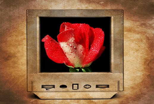 Red rose on TV