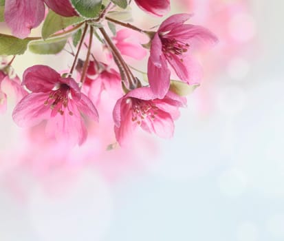 Beautiful cherry blossom closeup