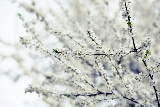 Beautiful white spring blossom