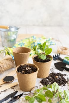 Herbs seedlings growing in a biodegradable pots near garden tools on white wooden table. Indoor gardening, Homegrown plants, germinating herb seeds, close up, copy space