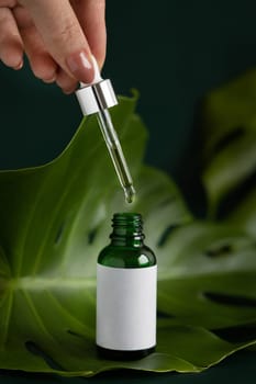 Female Hand holding glass dropper over a bottle of natural essential oil on tropical monstera leaf on green table close up. Brand packaging mockup. Tropical herbal cosmetics and Skincare concept..