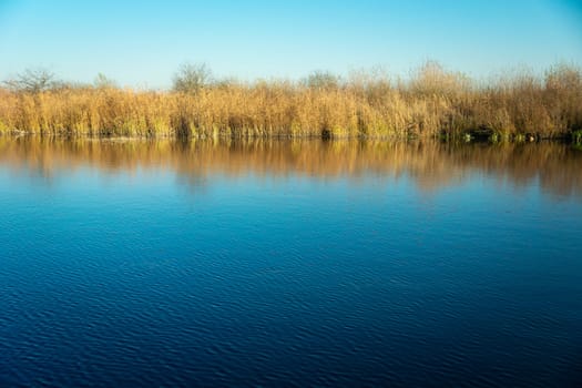 The grass on the shore of the pond and the blue sky, October day