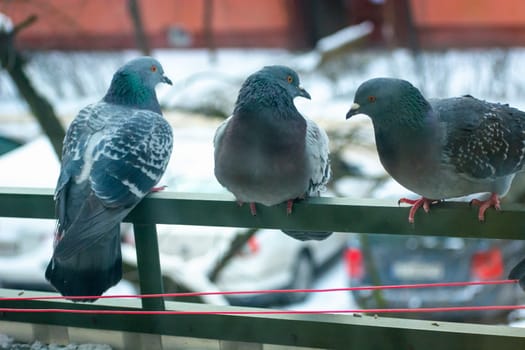 City pigeons sitting on the balustrade of the balcony, winter view
