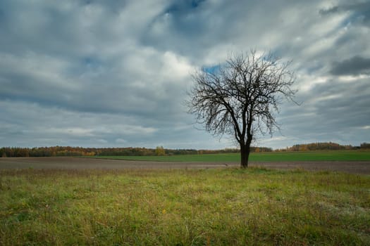 Lonely tree without leaves and cloudy sky, October day