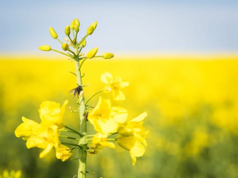 Macro Photo of a small fly on rapeseed in front of the setting sun
