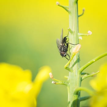 Macro Photo of a small fly on rapeseed in front of the setting sun
