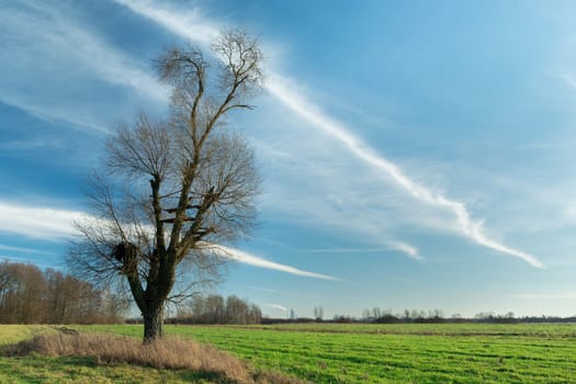 Tree without leaves on the meadow and fabulous clouds, Nowiny, Poland