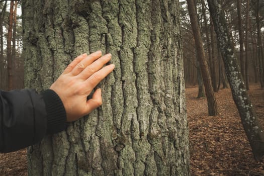 A human hand touching the trunk of a thick tree, cloudy day
