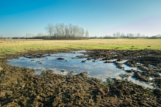 Frozen water in the meadow and trees on the horizon, Nowiny, Poland