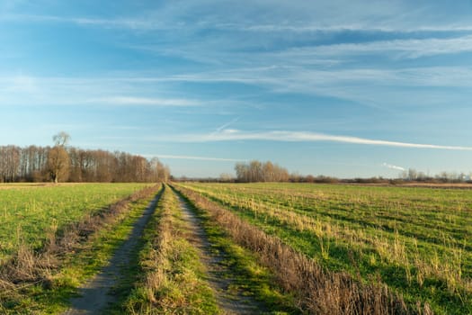 A dirt road through farmland and a clear sky, Nowiny, Poland