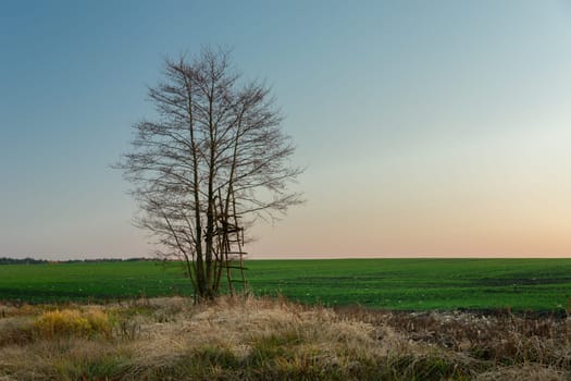 A ladder by a tree without leaves, October evening