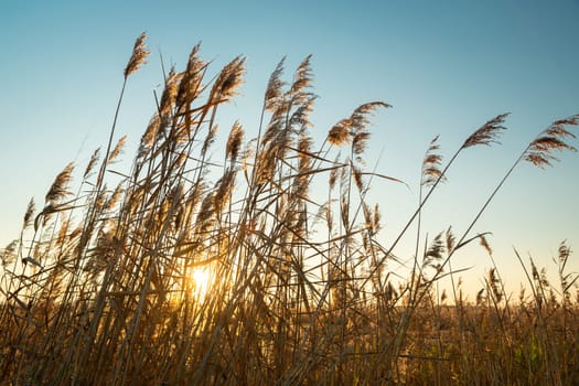 The sun behind the tall grasses and the blue sky, October day