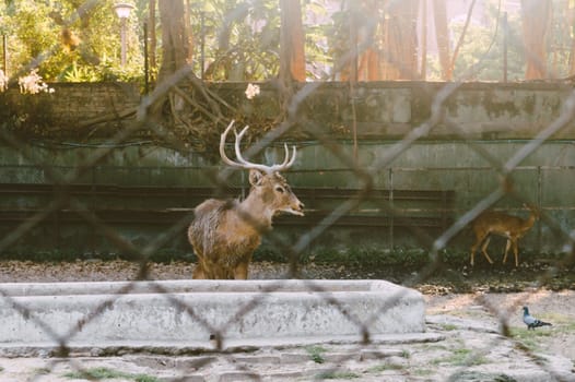 A Barking Deer in a park. View through fence. Animals in captivity.