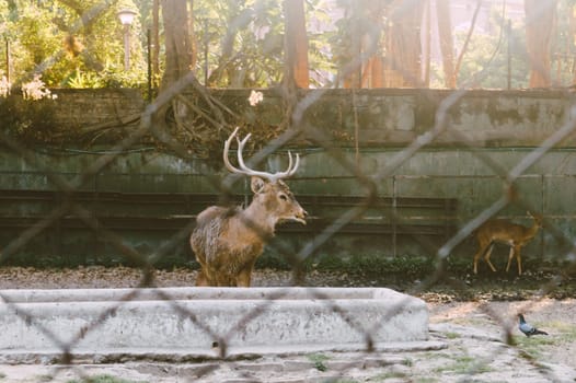A Barking Deer in a park. View through fence. Animals in captivity.