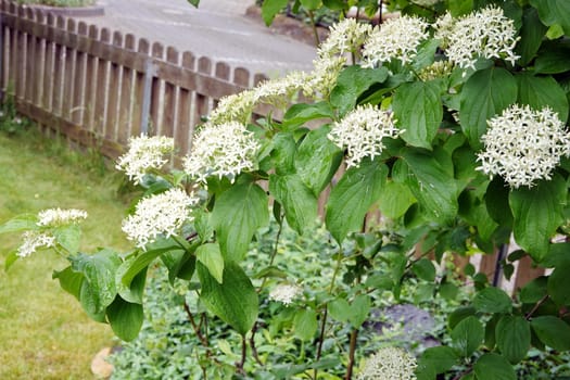 Wechselblättriger Hartriegel (Cornus alternifolia) - Zweige mit Blütendolden