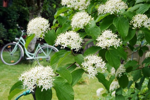 Wechselblättriger Hartriegel (Cornus alternifolia) - Zweige mit Blütendolden