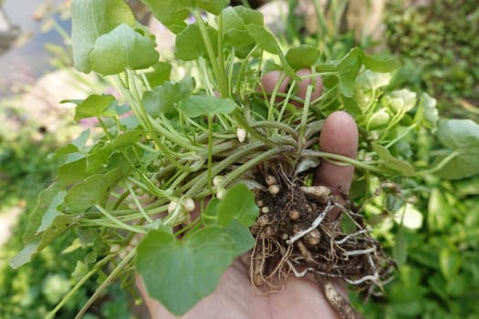 Scharbockskraut (Ficaria verna, Syn.: Ranunculus ficaria L.), auch Feigwurz oder Frühlings-Scharbockskraut, ausgegrabene Pflanze mit sichtbaren Wurzelknollen