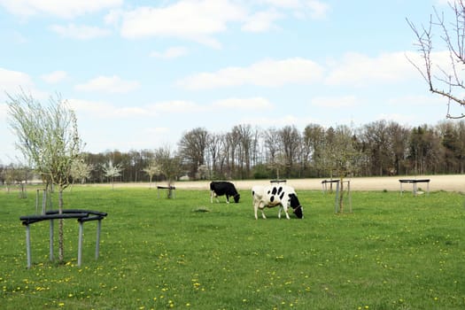 Milchkühe (Bos taurus) grasen auf einer Weide, Niedersachsen, Deutschland, Oetzen