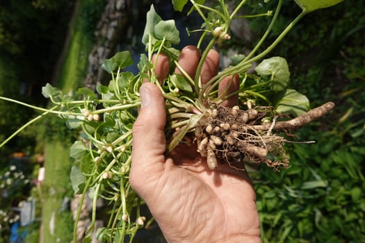 Scharbockskraut (Ficaria verna, Syn.: Ranunculus ficaria L.), auch Feigwurz oder Frühlings-Scharbockskraut, ausgegrabene Pflanze mit sichtbaren Wurzelknollen