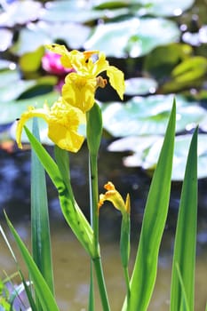 Sumpf-Schwertlilie (Iris pseudacorus)  auch Gelbe Schwertlilie und Wasser-Schwertlilie, am Gartenteich eines naturnahen Gartens