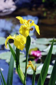 Sumpf-Schwertlilie (Iris pseudacorus)  auch Gelbe Schwertlilie und Wasser-Schwertlilie, am Gartenteich eines naturnahen Gartens