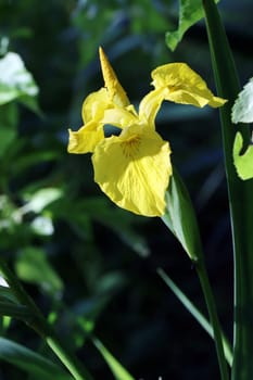 Sumpf-Schwertlilie (Iris pseudacorus)  auch Gelbe Schwertlilie und Wasser-Schwertlilie, am Gartenteich eines naturnahen Gartens