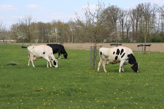 Milchkühe (Bos taurus) grasen auf einer Weide, Niedersachsen, Deutschland, Oetzen