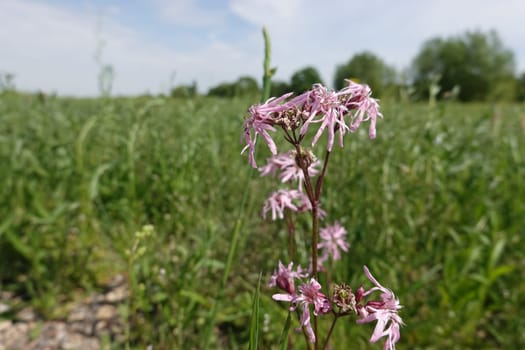 Kuckucks-Lichtnelke (Silene flos-cuculi, Syn. Lychnis flos-cuculi)