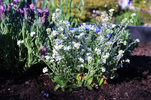 weiss blühendes Vergissmeinicht (Myosotis spec.)