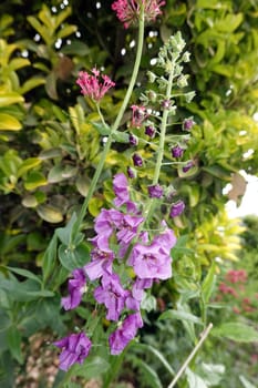Violette Königskerze (Verbascum phoeniceum), Phönizische Königskerze oder Purpur-Königskerze - purple mullein