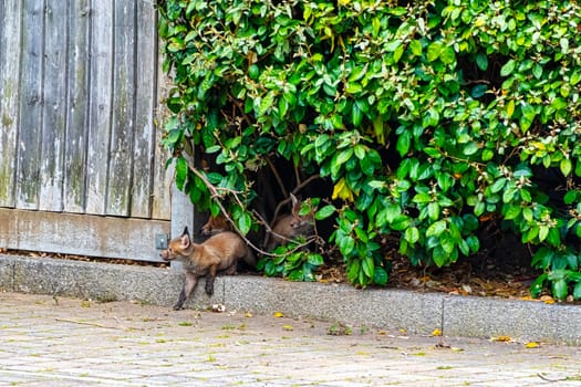 Wild red foxes (Vulpes vulpes) in London, United Kingdom
