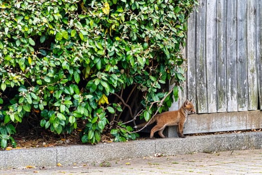 Wild red baby fox (Vulpes vulpes) in London, United Kingdom