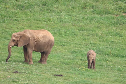 great beautiful wild animal elephants huge tusks