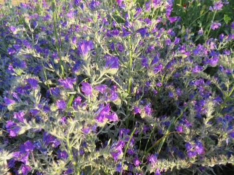 flowers plants colors smell natural spring rural joy countryside