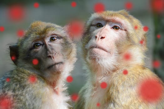 Monkeypox outbreak, MPXV virus, infectious disease spreading, sick monkey