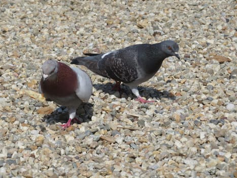 beautiful pigeons pecking in e park eating grain domestic birds