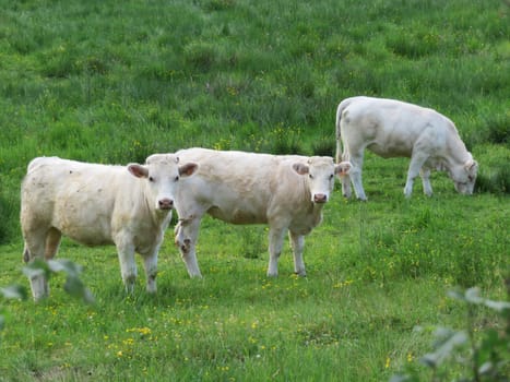 beautiful calves grazing in the meadow quietly happy farm animals