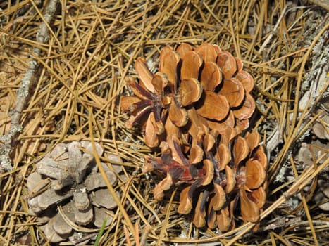 fallen pine cones without natural dry pine nuts firewood