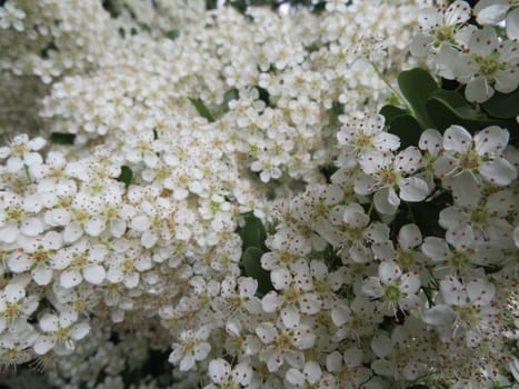 beautiful plant with small white flowers natural spring
