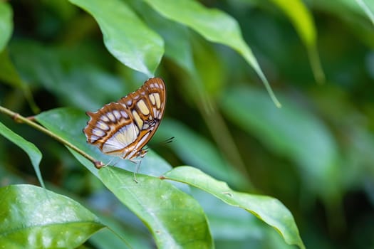 Macro of malachite butterfly (siproeta stelenes) sitting on a leaf