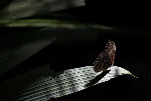 Owl Butterfly (Caligo memnon) on dark background. Horizontally.