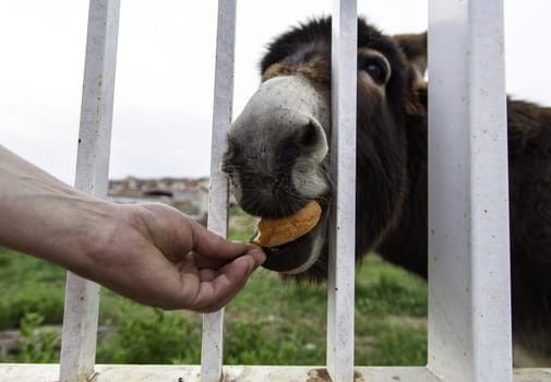 Donkey eating bread in stable, funny animals, mammals