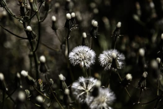 Detail of wild flower with seeds, nature and life