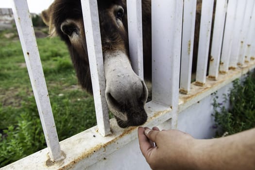 Donkey eating bread in stable, funny animals, mammals