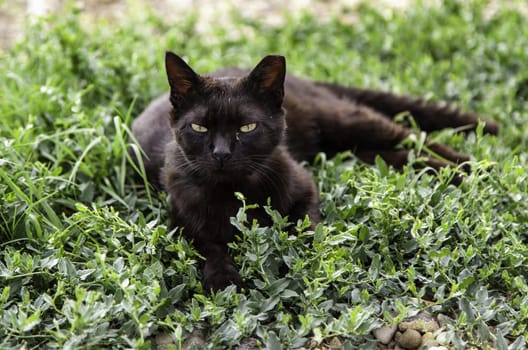 Detail of domestic animal in the field, feline