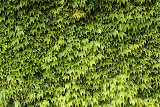 Detail of wall decorated with green leaves