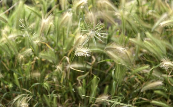 Background detail of wheat, cereal and harvest